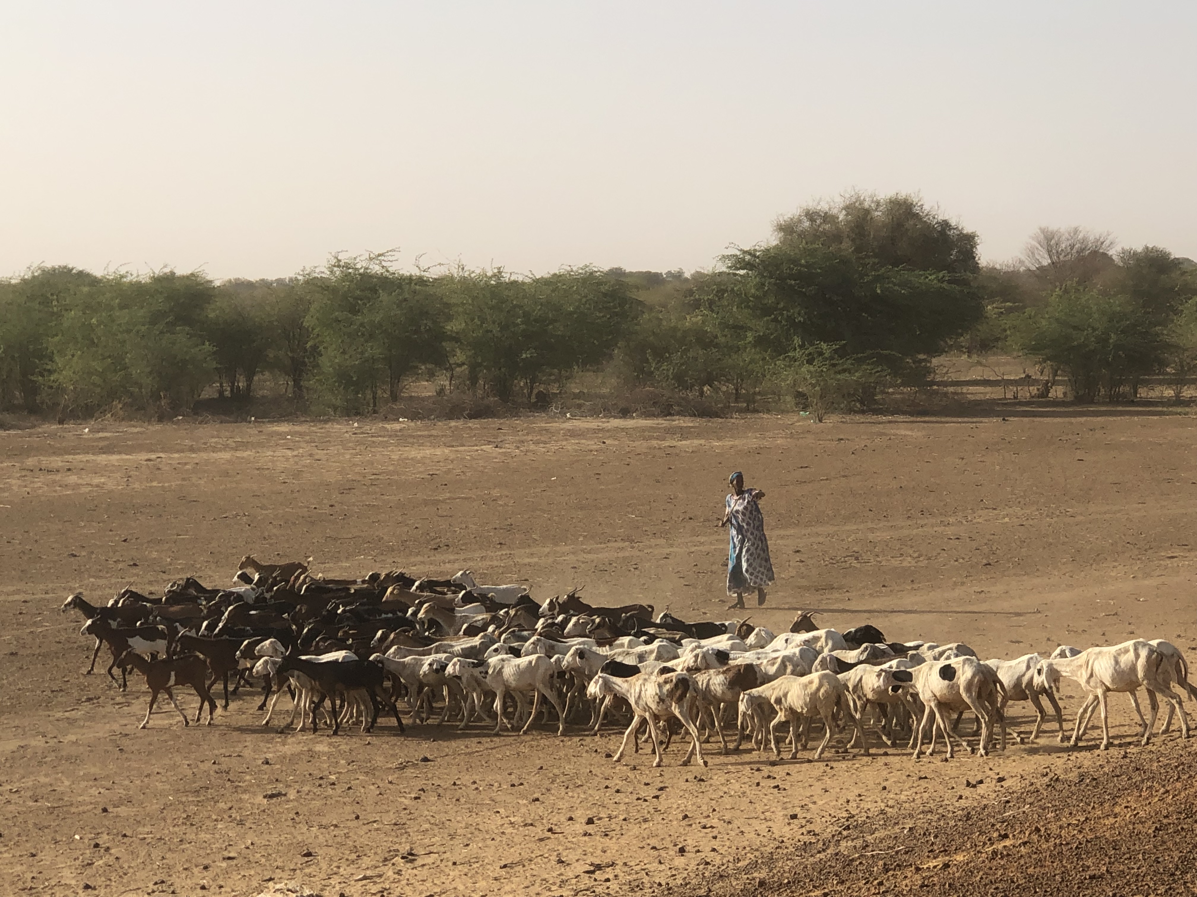 Troupeau d'animaux au Sénégal 