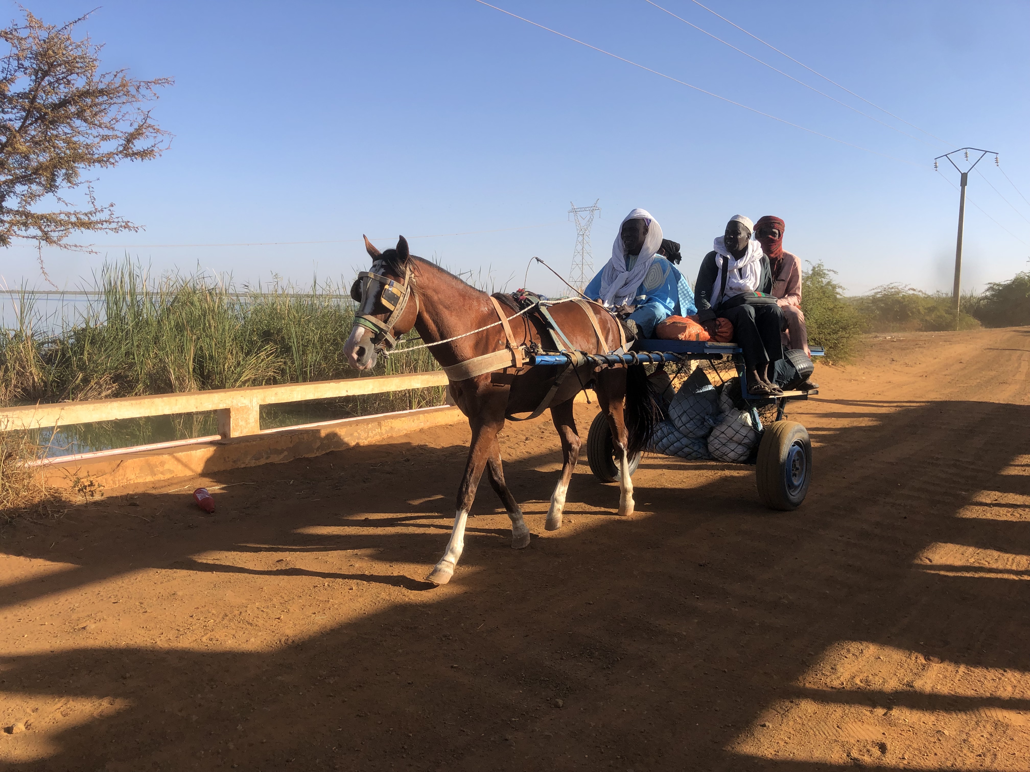 cheval au sénégal 