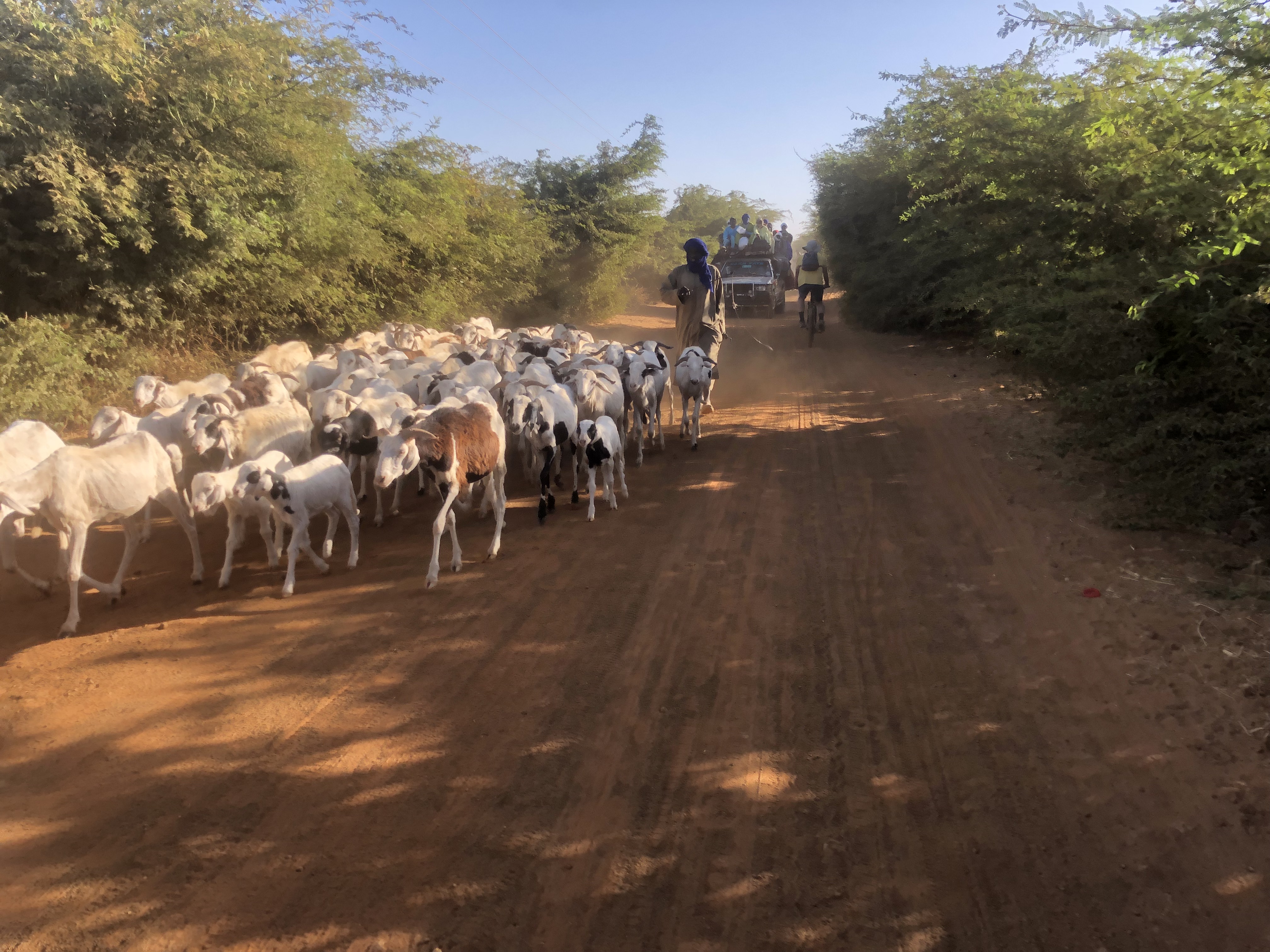 Troupeau d'animaux au Sénégal 