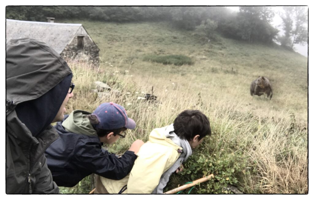 Rencontre avec un ours