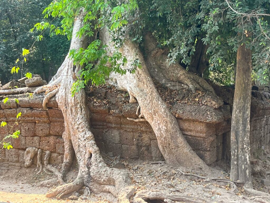 arbre angkor